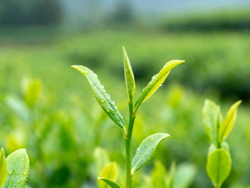 自然農法管理的茶園，嫩葉在陽光下生長，孕育出天然蜜香。