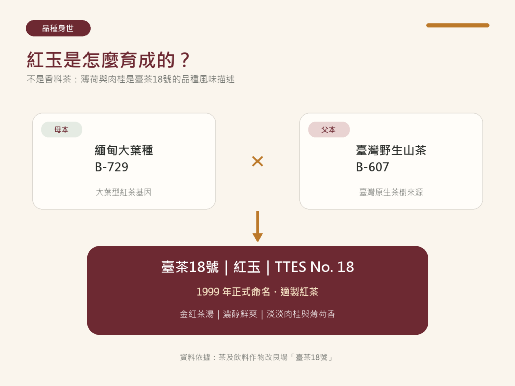  | 台茶18號紅玉由緬甸大葉種與臺灣野生山茶育成